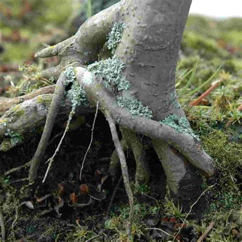 bonsai tree white mold.